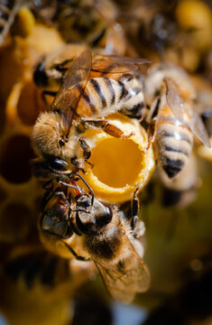 Nurse bees surrounding the open end of a queen cell with a larva inside