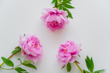 top view of pink peony flowers with green leaves on white background.