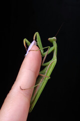 Praying mantis sits on a finger