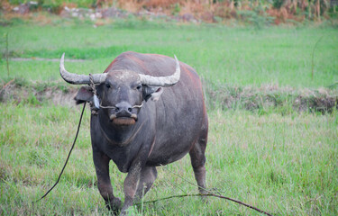 Obraz premium A female Thai buffalo is tied in a rope in the middle of a rice field.