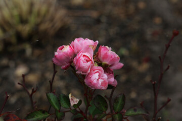 pink roses flower in the garden