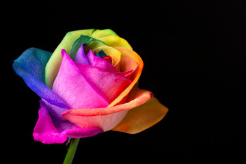 Fototapeta na wymiar Perfect beautiful colorful bright rainbow pride peace rose on a black background.