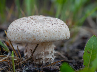 Young champignon mushroom in the forest on a rainy day. Selective focus, macro photography.