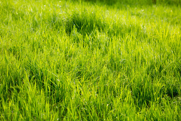 Grass green juicy and fresh texture as background