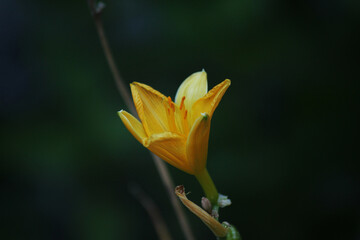a bright yellow lily on a dark background 