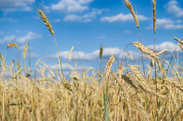 wheat field