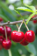 tasty red cherries on a tree 