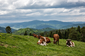 Fototapeta na wymiar Happy cows grazing on green grass in Pieniny Mountains Park, Poland