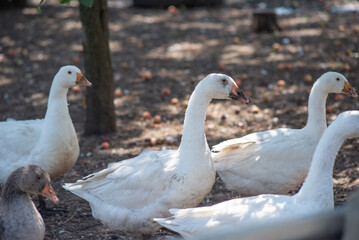flock of domestic white geese in the village