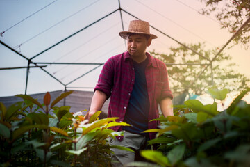 A Thai farmer wearing a red shirt and hat is exploring a garden, kratom leaves, plants open to...