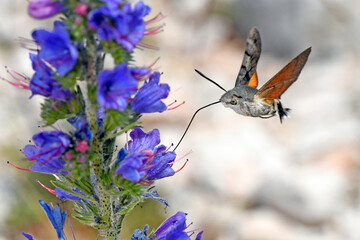 Taubenschwänzchen // Hummingbird hawk-moth (Macroglossum stellatarum)