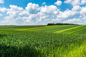 Green fields of crop in rural countryside at sunny summer day