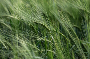 Ears of green cereals. Selective focus. Natural green background..