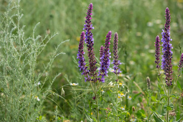 Salvia officinalis blooming in a wild meadow. Close-up. Selective focus.