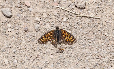 Heath fritillary, Melitaea aurelia