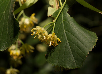 A sprig of linden tree. Spring flowering of a medicinal plant.