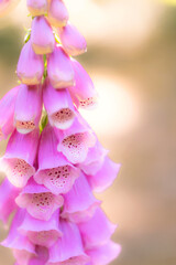 beautiful foxglove in the forest © kgo3121