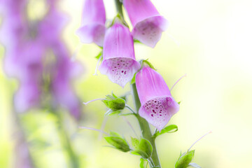 beautiful foxglove in the forest