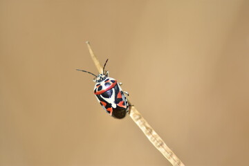 Euryderma ornatum, con su peculiar decoración sobre una rama con fondo difuminado (macro)