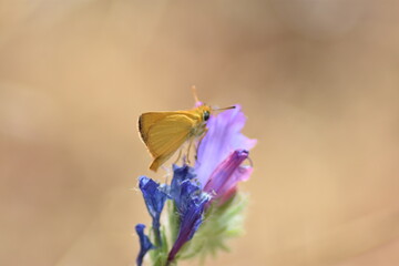 Mariposa dorada (Thymelicus) posada sobre una flor malva con fondo difuminado (macro)