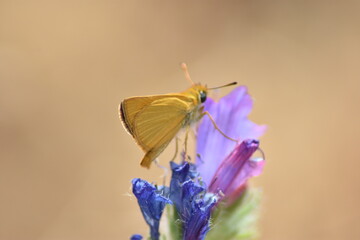 Mariposa dorada (Thymelicus) posada sobre una flor malva con fondo difuminado (macro)