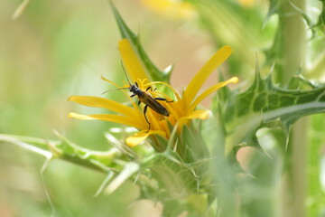 Insecto sobre una preciosa flor de cardo con fondo difuminado (macro)