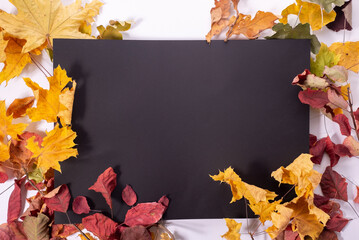 Naklejka na ściany i meble autumn composition of colored autumn leaves on a black square frame on a white background