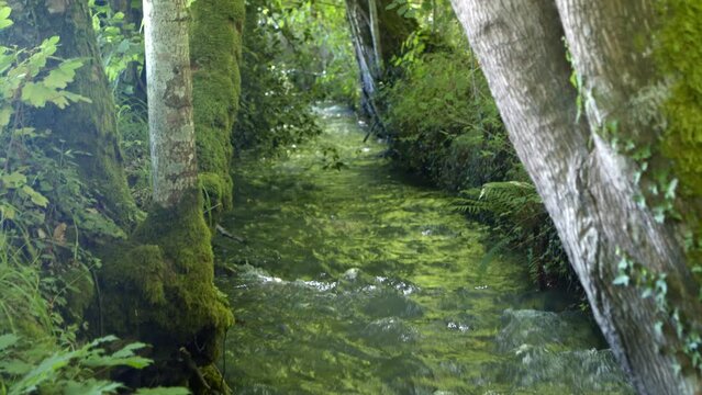 Rivi&egrave;re au milieu d'une for&ecirc;t . ruisseaux sauvage entre les arbres d'un bois. cours d'eau avec du courant et des insectes .