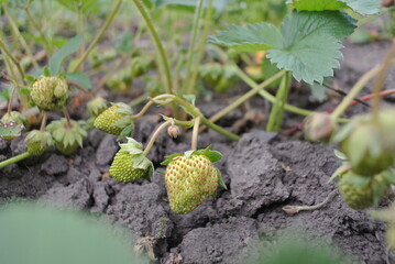 close up of a plant