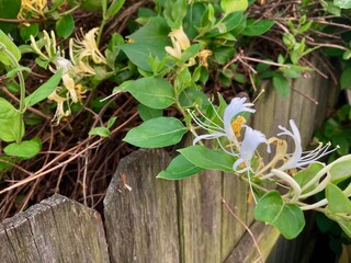  Honeysuckle flowers in the garden