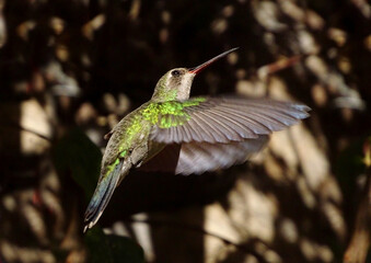 Hummingbird Flying (Selasphorus platycercus)	
