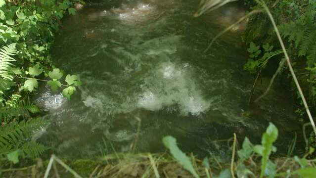 Rivi&egrave;re au milieu d'une for&ecirc;t . ruisseaux sauvage entre les arbres d'un bois. cours d'eau avec du courant et des insectes .