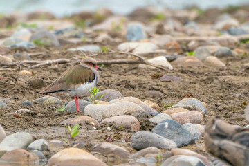 Andean lapwing