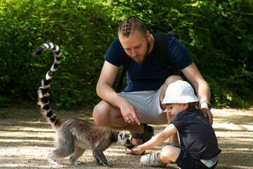 Little boy spending time with his father in the zoo. Cute child touching and giving food to lemur animal.