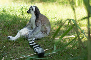 Ring tailed lemur Katta sitting on the grass with a funny pose. 