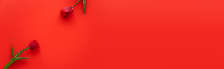 top view of fresh tulips with green leaves on red background with copy space, banner.