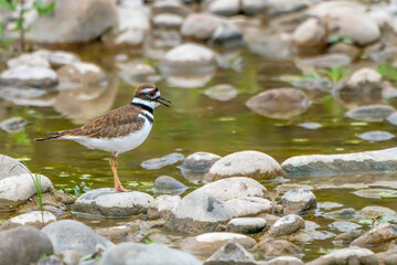 killdeer on a rock
