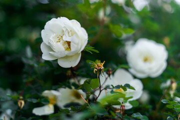 Obraz premium white and yellow flowers