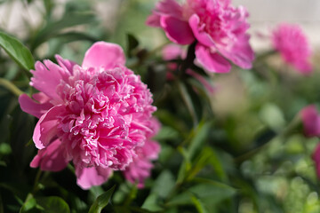 Obraz premium close up of pink hydrangea flower