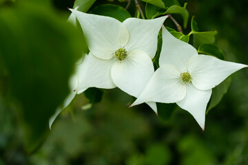 Flowering Dogwood tree close up. White star shaped flowers, selective focus.