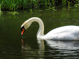 swan on the lake