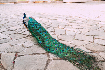 Fototapeta premium peacock walks in the backyard of the Museum of history