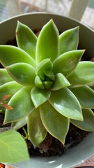 suculentas