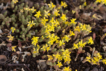 Sedum acre,  goldmoss stonecrop flowers selective focus