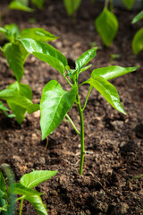 Young pepper sprout in the soil, vertical