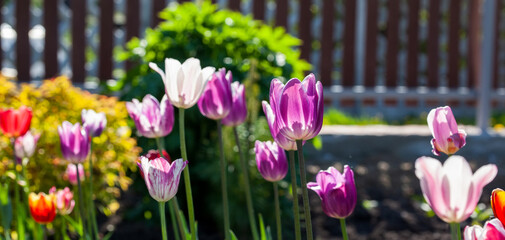 Fototapeta premium Bright colorful tulip flowers illuminated by sunlight. Soft selective focus, tulip close-up. Tulip photo background. A group of colorful tulips, banner.