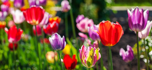Bright colorful multi-colored yellow, red, purple, pink blooming tulips in spring on a flower bed in the garden. Spring floral background, banner.