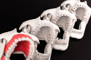 Obraz premium Dentist orthodontic teeth implants models with jaws opened on black background.