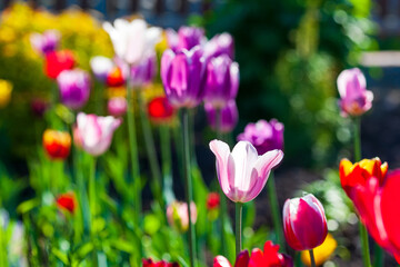 Bright colorful tulip flower illuminated by sunlight. Soft selective focus, tulip close-up. Tulip photo background. Group of colorful tulips.