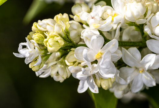 Flower of Common Lilac (Syringa vulgaris &lsquo;Mme Lemoine&rsquo;)